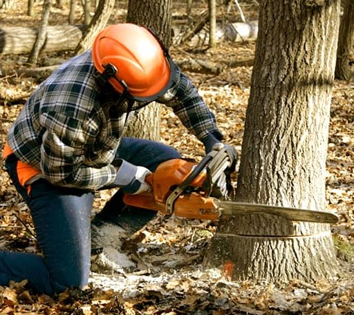 Tree Removal in South Hero, VT